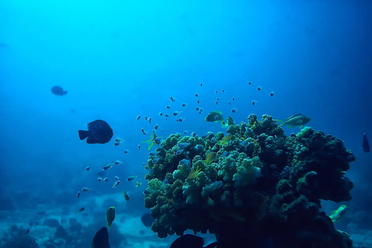 Index of Oceanic Purity (IOA)